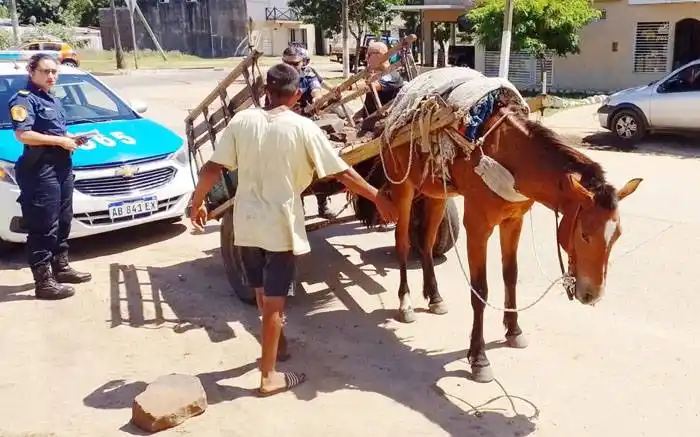 Operativos de erradicación del  maltrato animal y la tracción a sangre