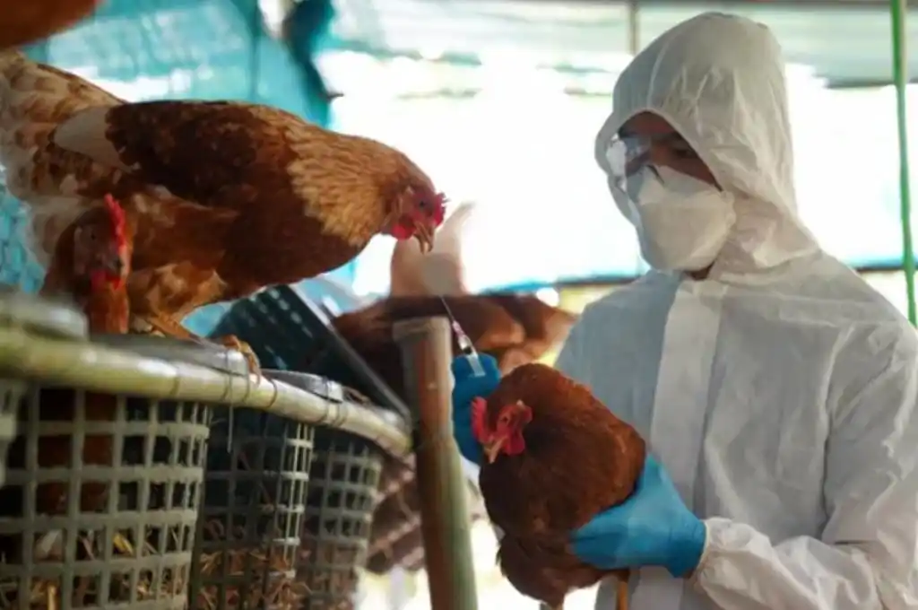 Gripe aviar: se confirmó otro caso positivo en Córdoba y suman 12 en el país