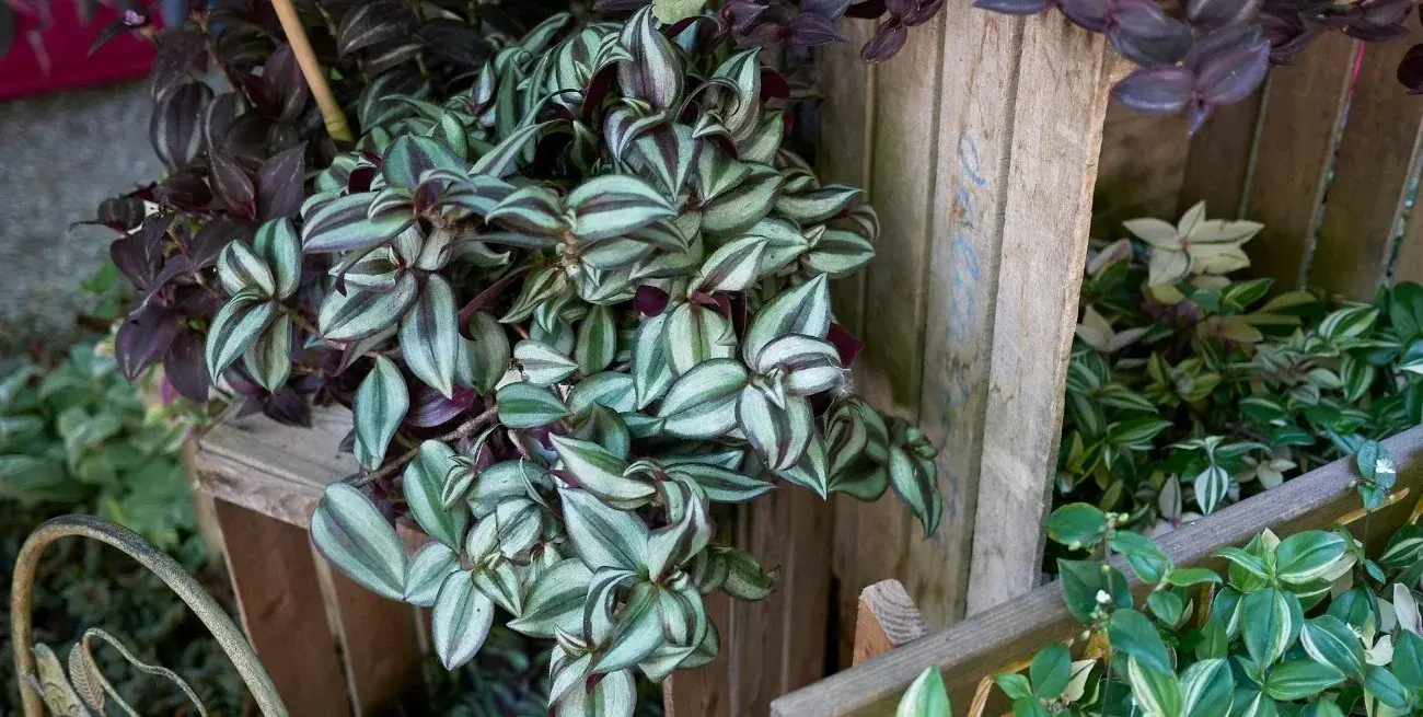 Dos plantas de interior que pueden crecer en agua y requieren pocos cuidados