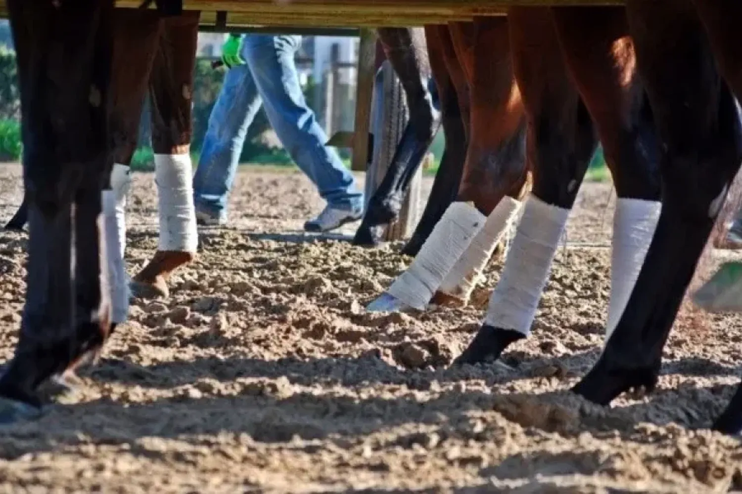 Maltrato animal: dos caballos se desplomaron y murieron durante una carrera en Corrientes