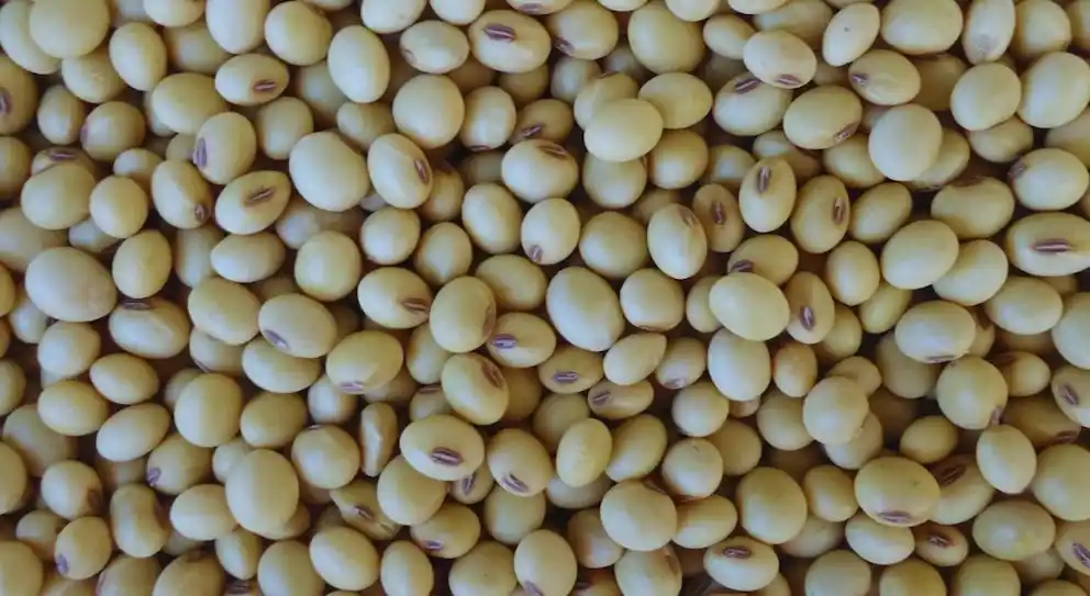 El anuncio, realizado el sábado por el presidente Javier Milei, implica una baja de los aranceles de la soja del 33% al 26% y del maíz del 12% al 9,5 por ciento