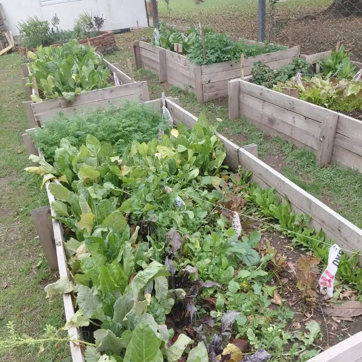 La Huerta comunal sigue creciendo.
