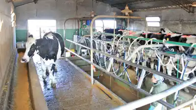 Se desplomó la cantidad de tambos en Gualeguaychú: de 47 que existían hace cinco años, sólo quedan 13