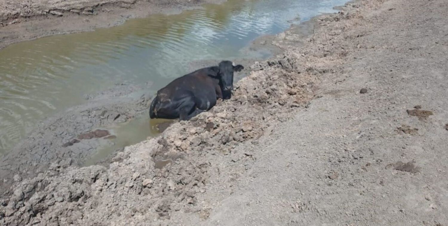 Estado corporal. La hacienda sobrevive a duras penas. El impacto a nivel reproductivo será grave.