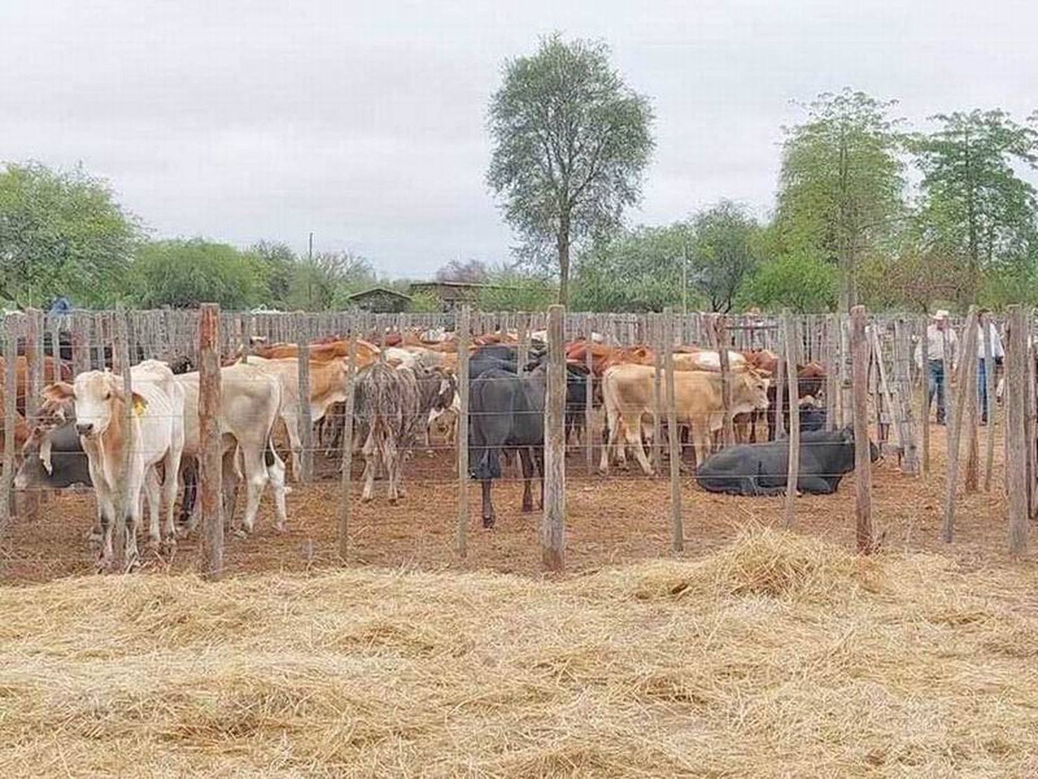 La Provincia realizó el pago a productores que
participaron de la Feria Ganadera en  Juárez