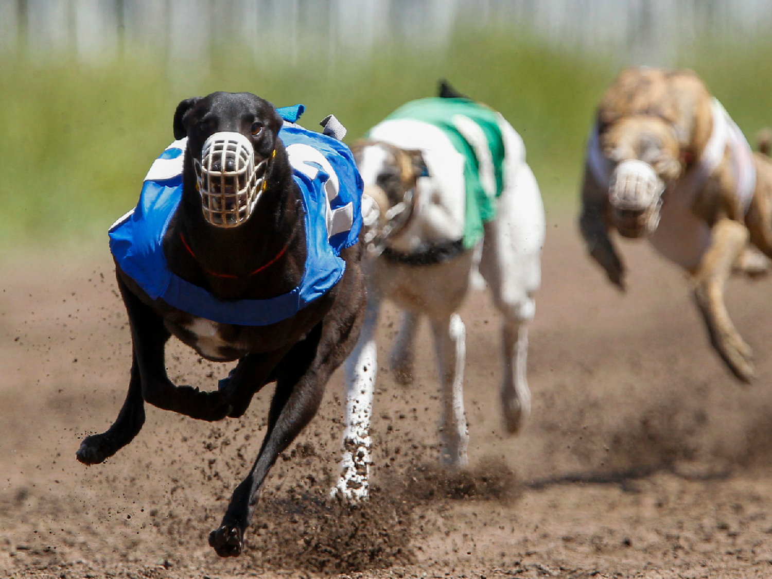Josefina: rescataron a 10 galgos en una carrera clandestina