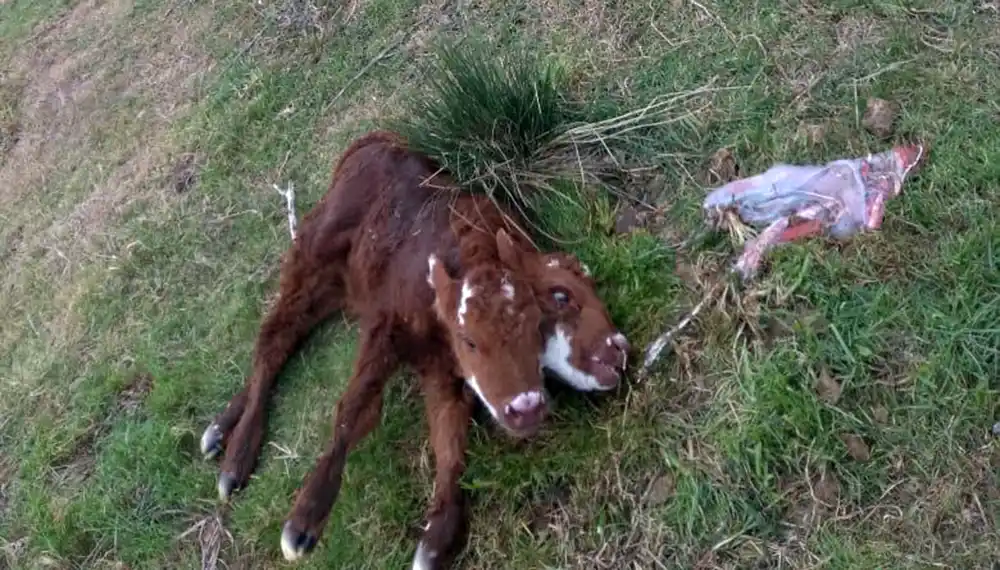 Video: Nació una rara ternera con dos cabezas en Villarino