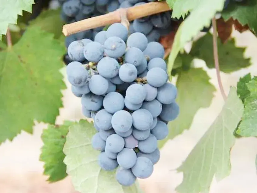 Relevan la producción vitivinícola de la costa del río Uruguay