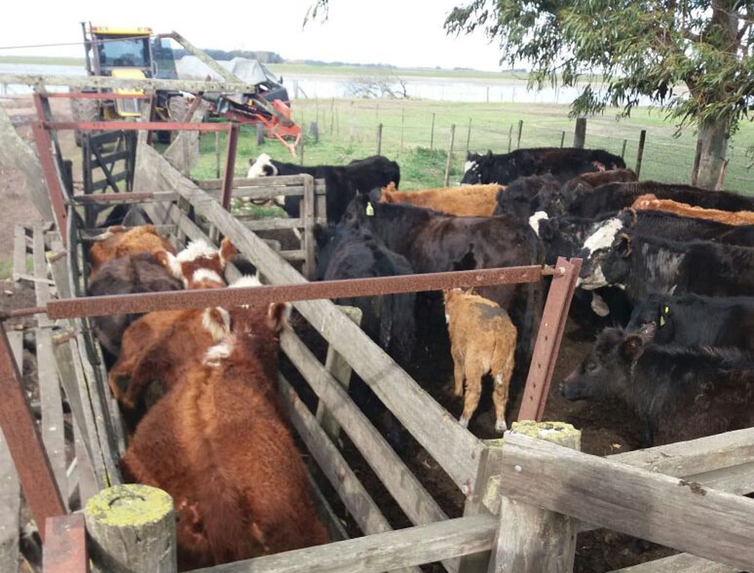 Secuestran ocho animales robados en un campo y hay un aprehendido