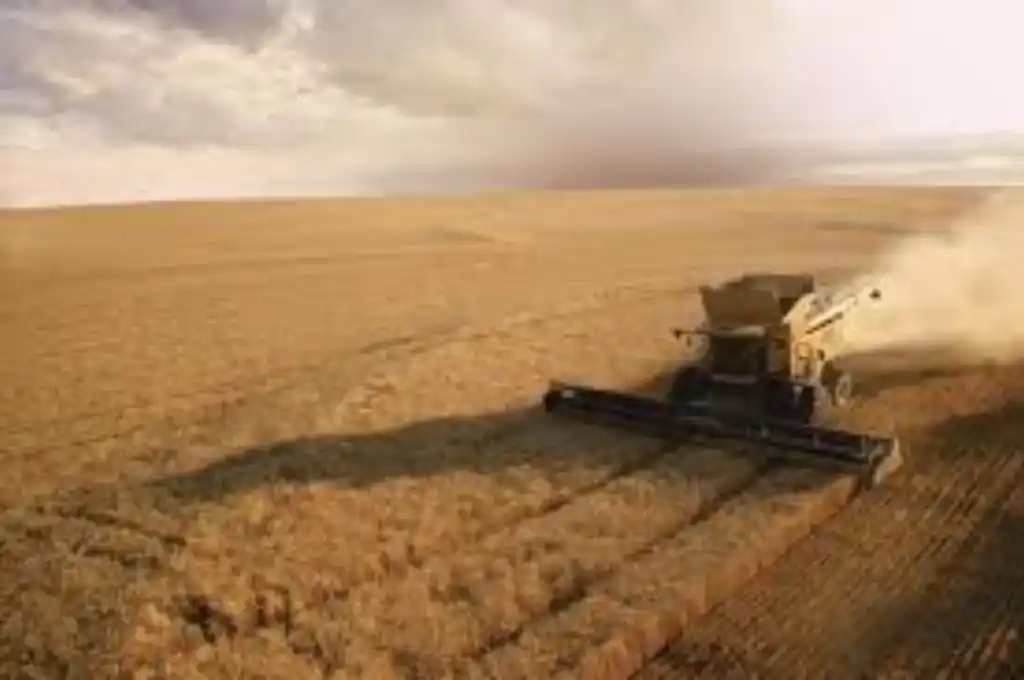 Campaña agroindustrial: estiman  exportaciones por US$ 42.300 millones