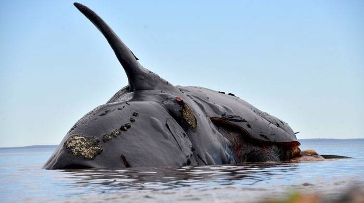 Encontraron tres nuevos cadáveres y ya suman 18 las ballenas muertas en las costas 