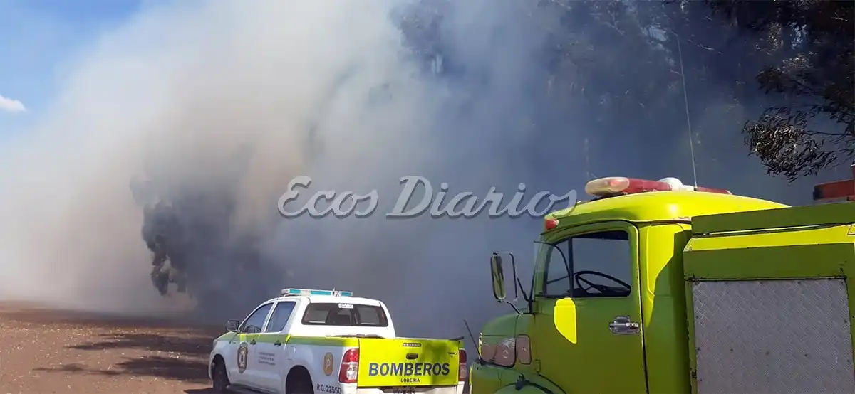 Bomberos combatieron el fuego en un monte de árboles