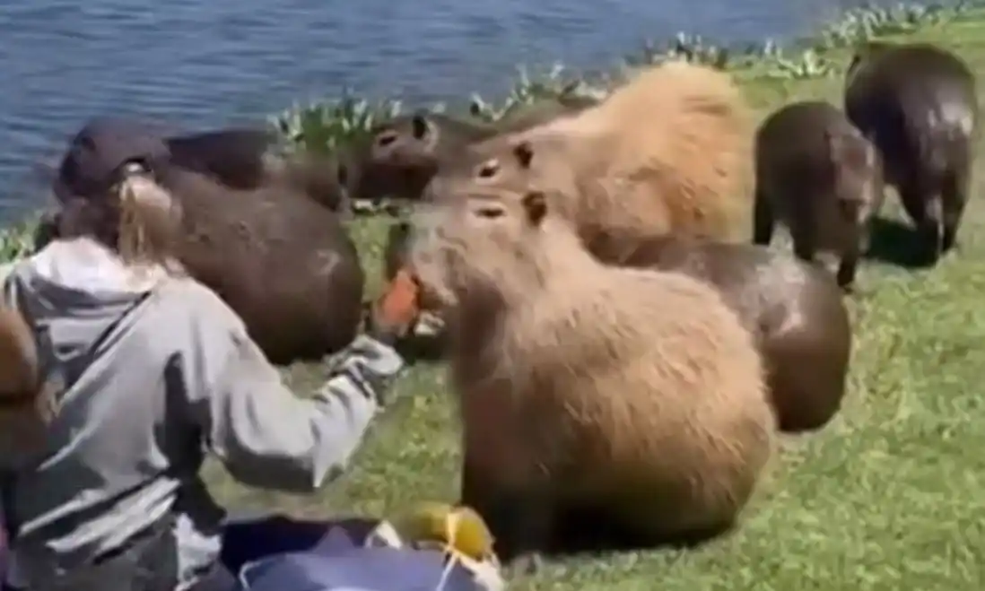 La mujer alimentando a los carpinchos en las inmediaciones del Dique.
