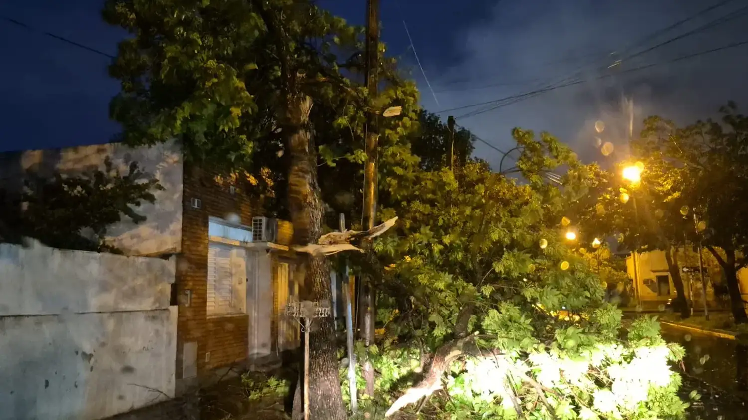 Rápido operativo de limpieza del municipio luego de la tormenta de ayer: cayeron más de diez árboles - 4