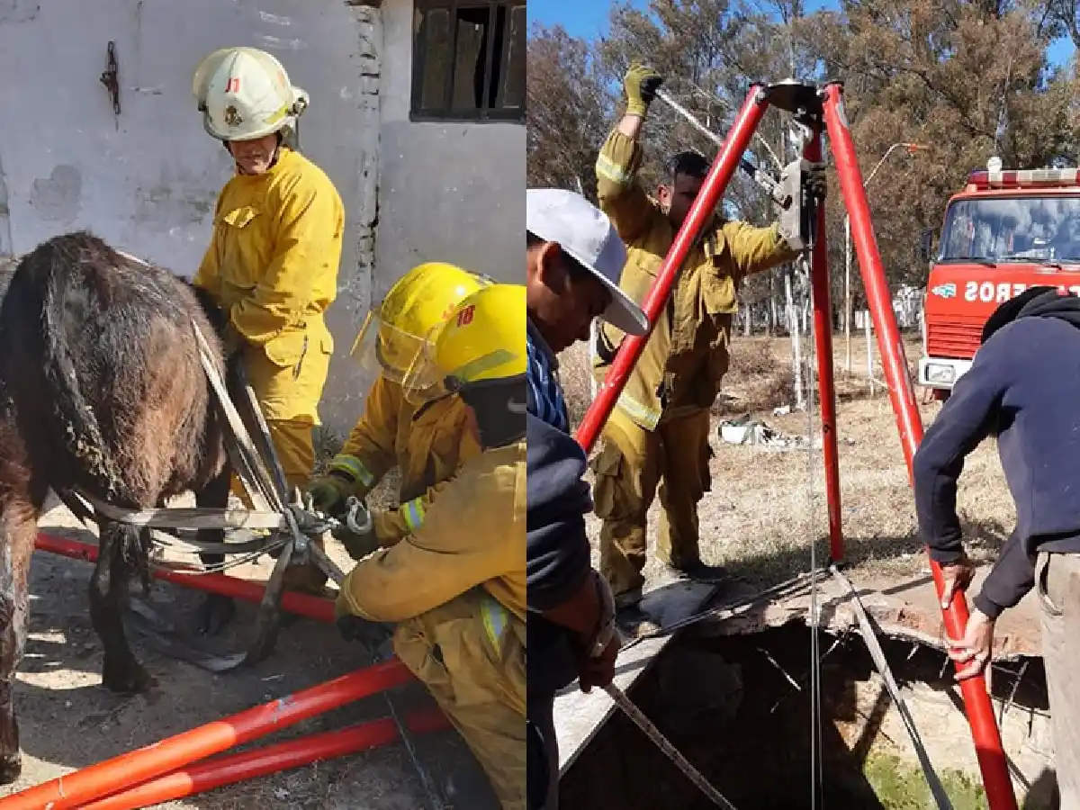 Frontera: bomberos rescataron una vaca que cayó a un aljibe 