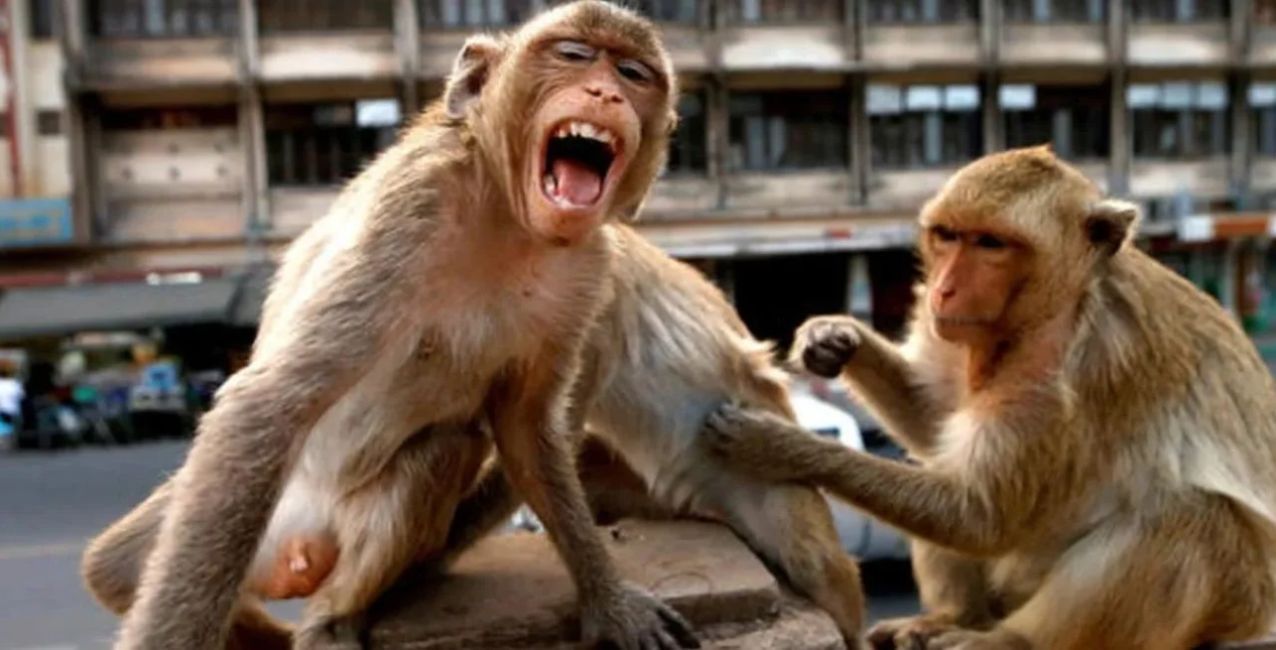 Insólito: un grupo de monos mató a un bebé de cuatro meses en India