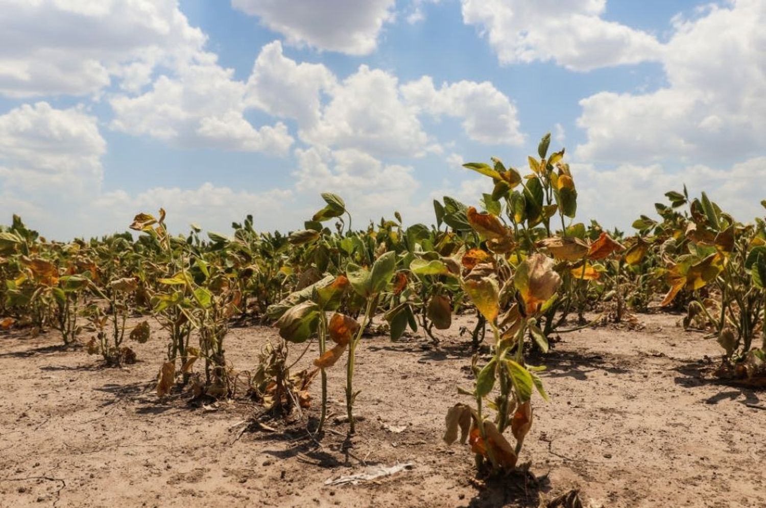 Prórroga de la emergencia agropecuaria