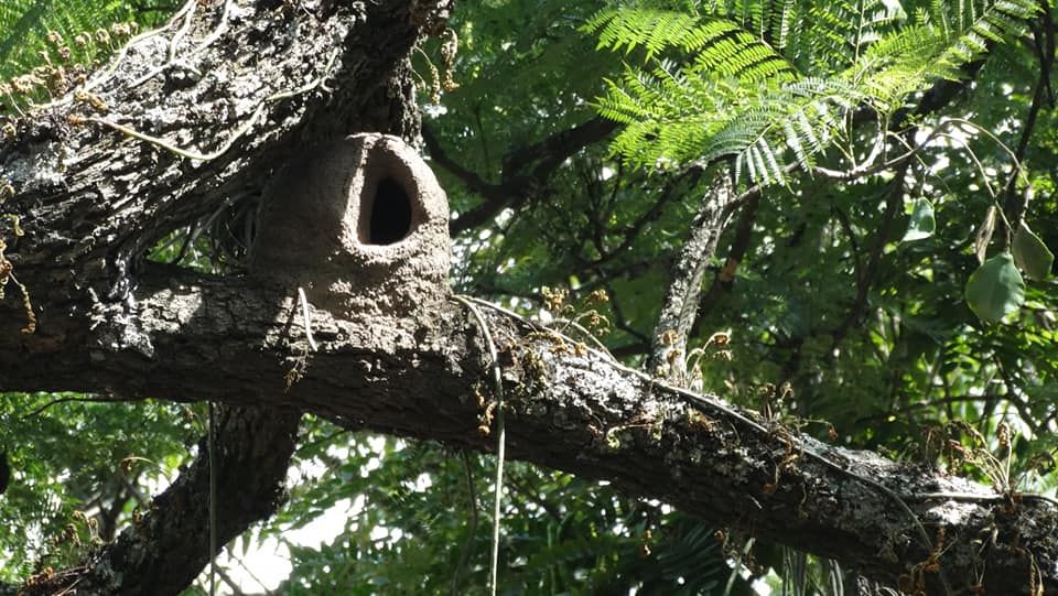 El nido del hornero, caso de estudio de una prestigiosa revista internacional