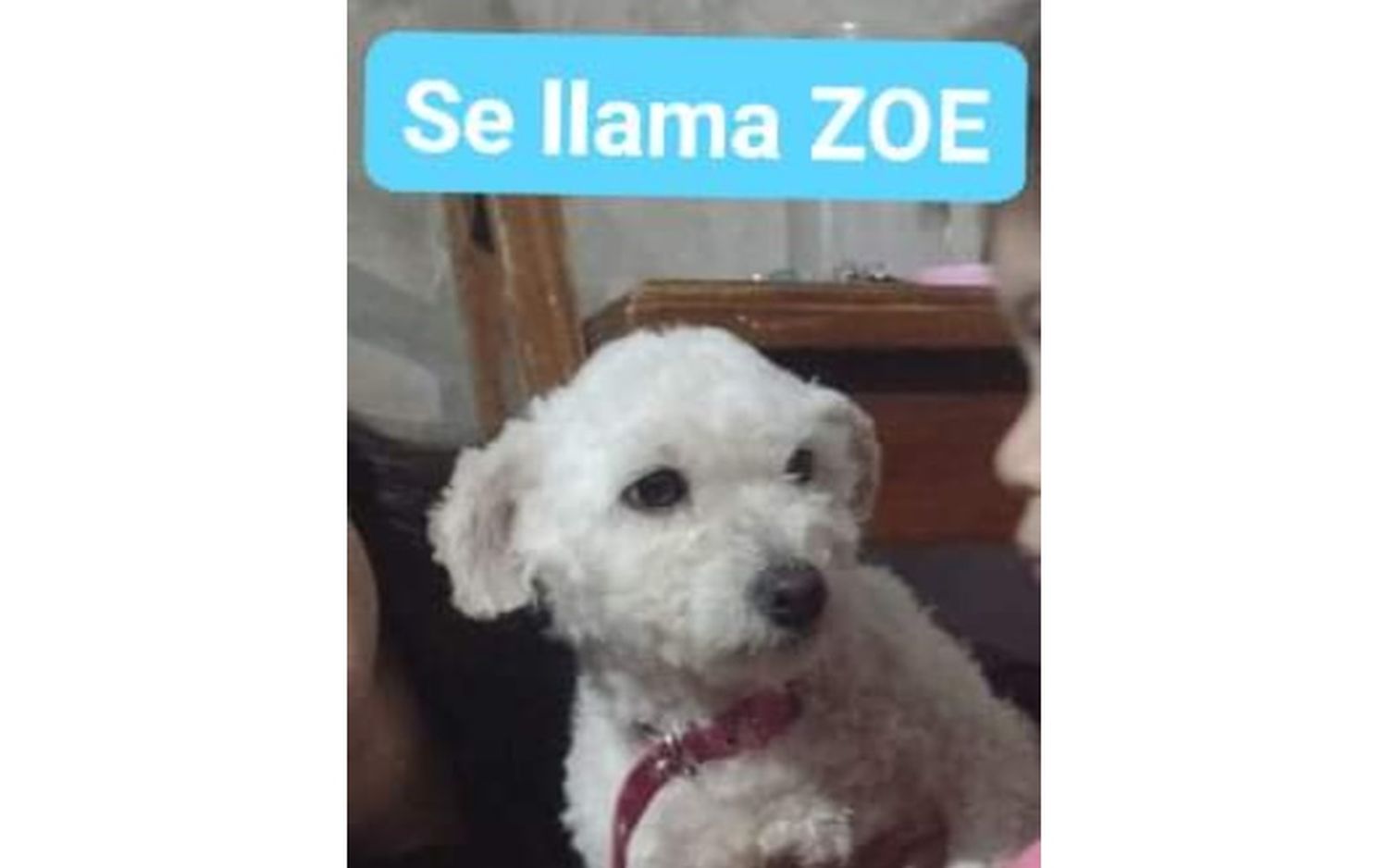 Buscan a Zoe