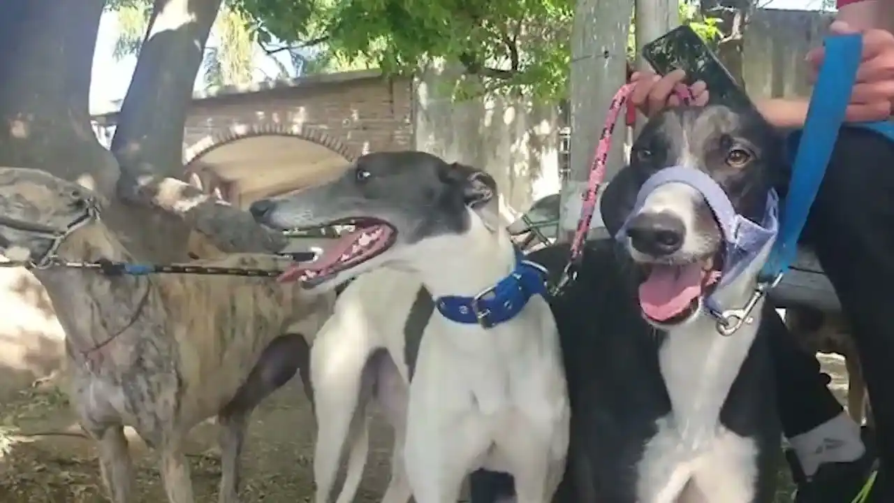 Un año de prisión en suspenso para galguero de Santo Tomé