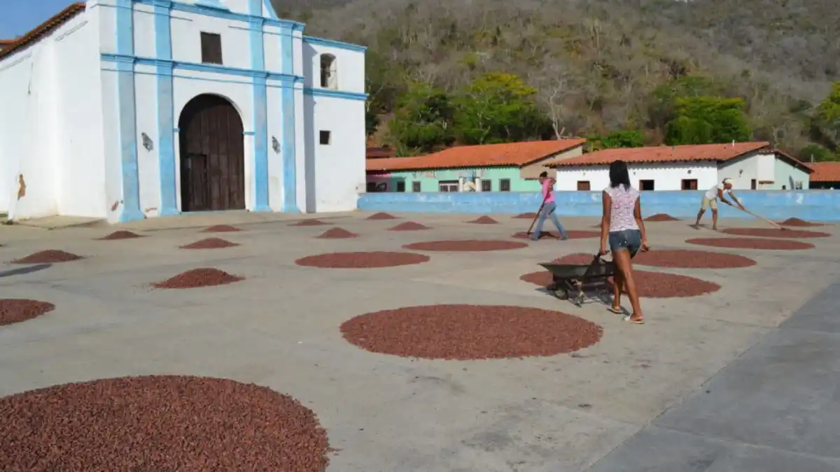 Así las madres del cacao producen toneladas al año