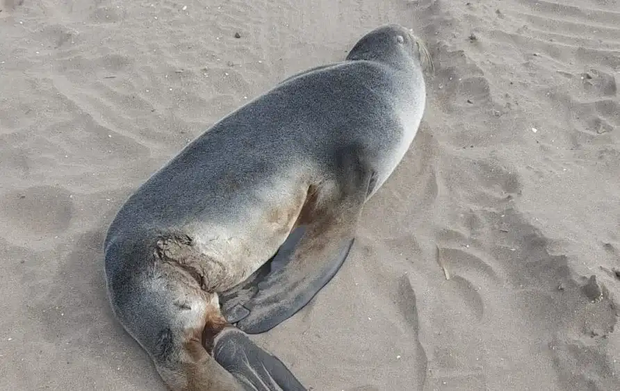 Se trataría de un ejemplar subantártico que no presentaba signos evidentes de extrema delgadez, por lo que no se descarta que haya salido a la costa a descansar.