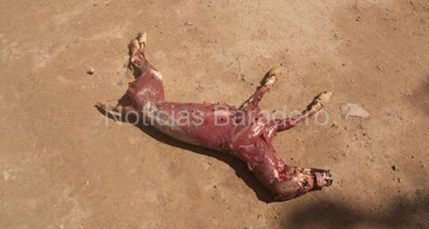 Horror en Alsina: Despellejaron a un perro y murió