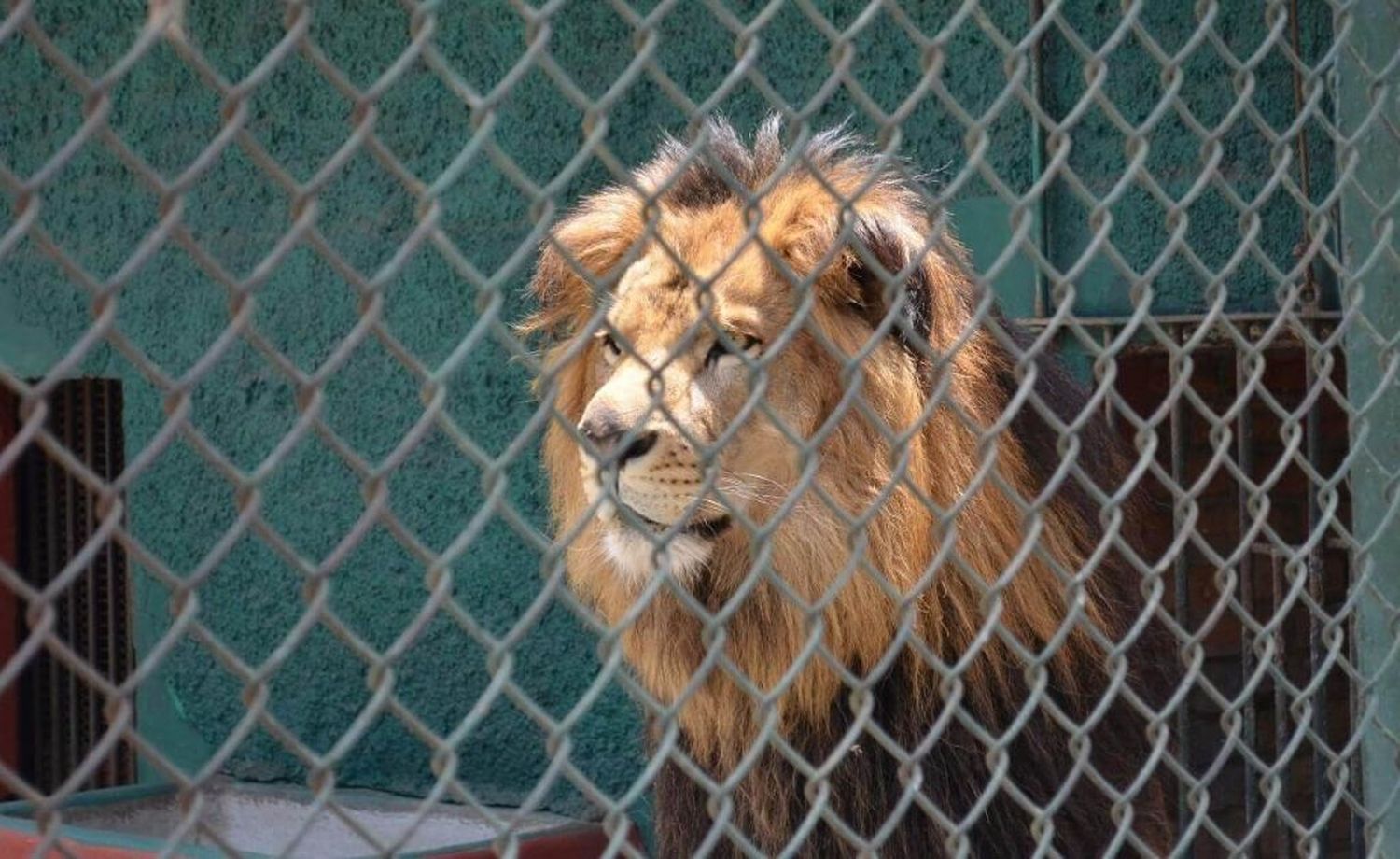 Sudáfrica: crían 12.000 leones para que sean cazados por turistas