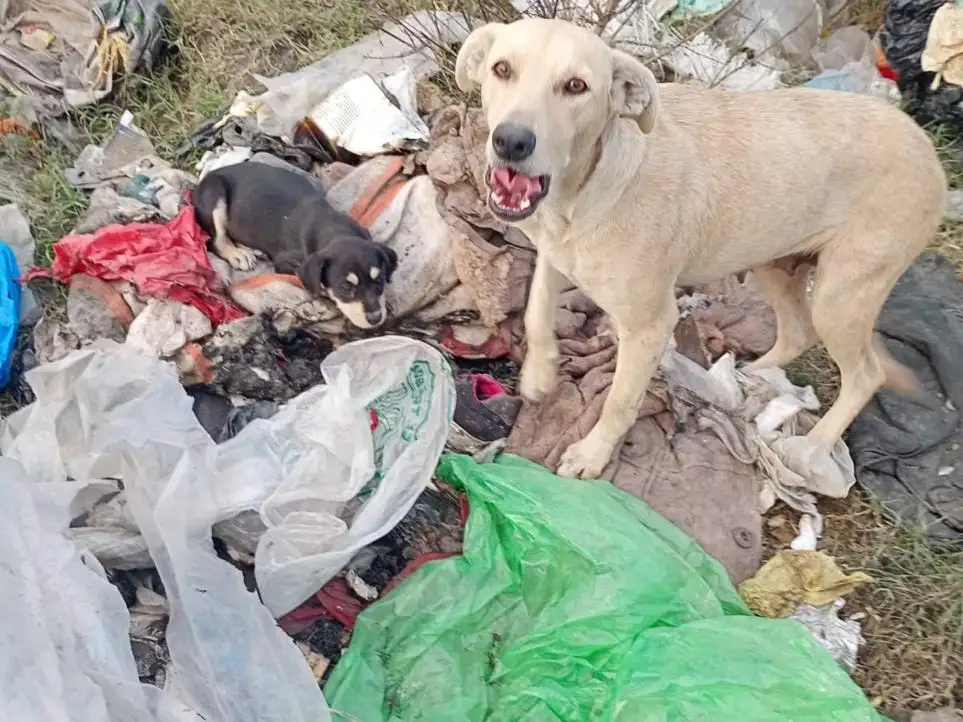 “Seamos Manada”: un trabajo silencioso que rescata animales y protege a la comunidad