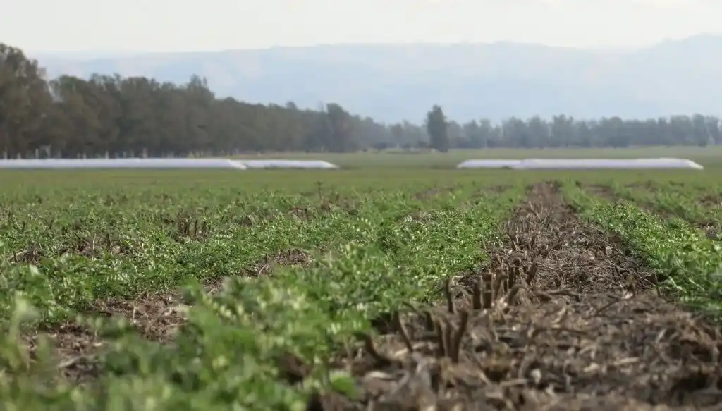 Productores aseguran que la diversificación es la clave para pasar el invierno