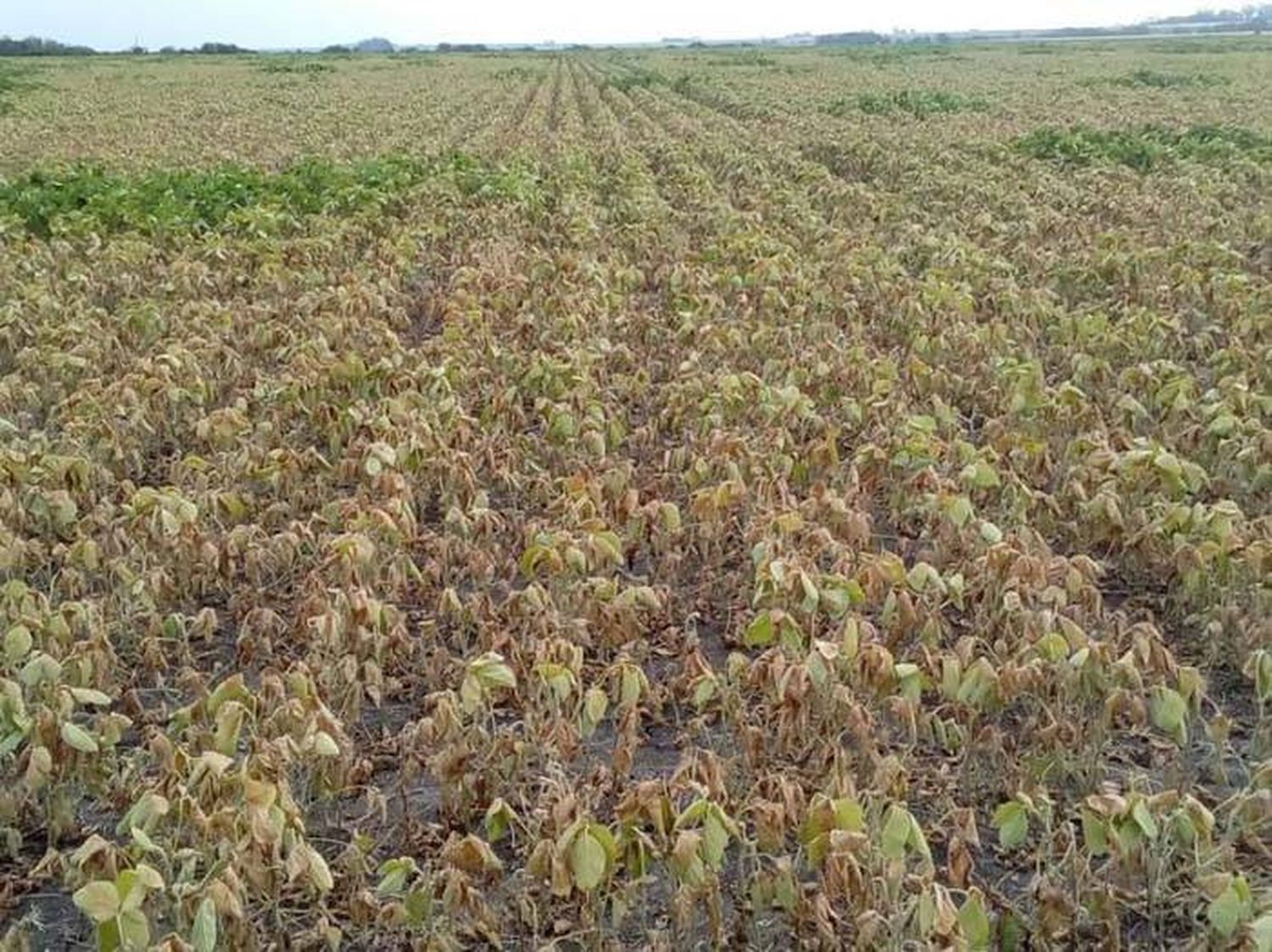 Crearán una comisión de emergencia agropecuaria