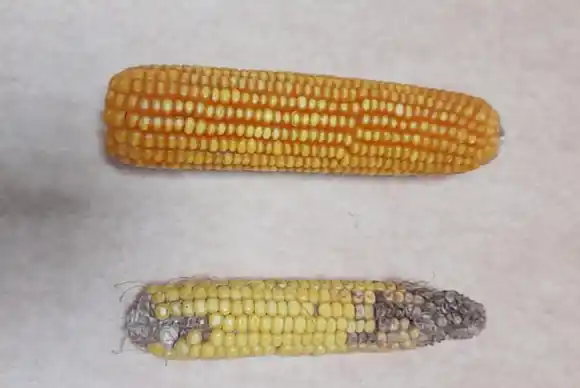 Chicharrita del maíz: Sugieren eliminar las plantas guachas en el invierno para disminuir la plaga