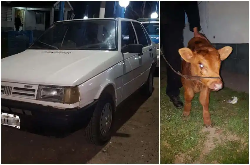 Huyeron de un campo con un ternero, se movían en un auto robado y terminaron detenidos