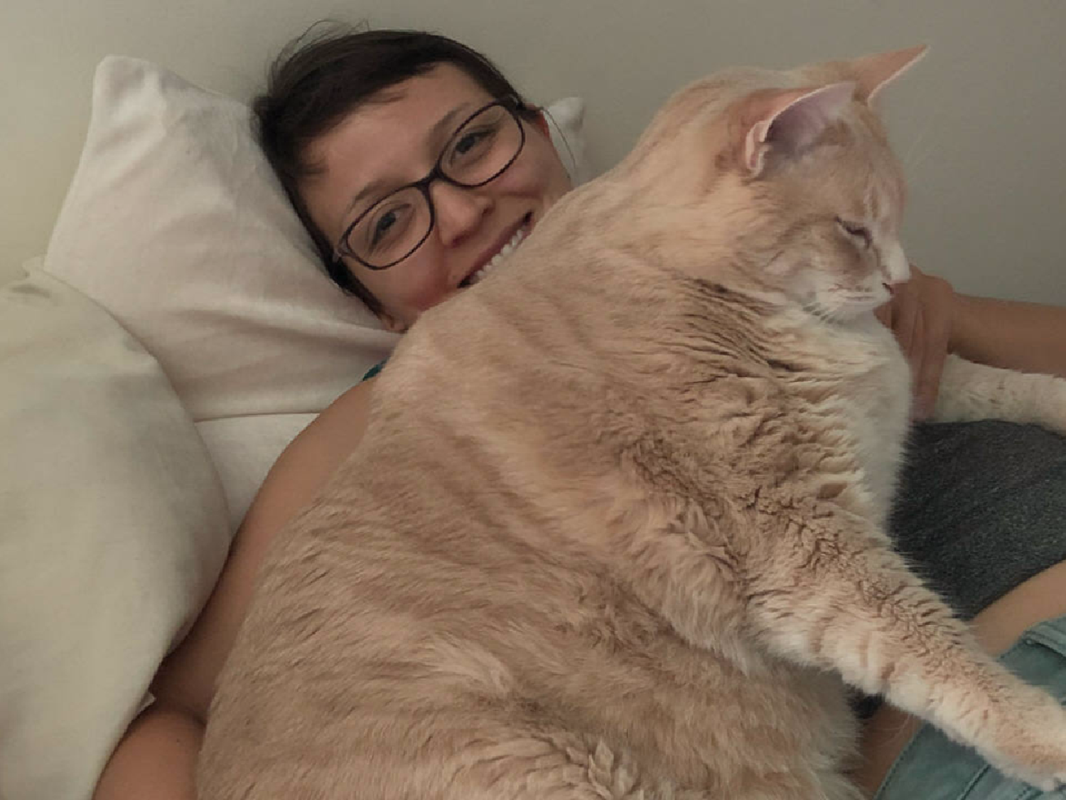 Quieren poner en forma a un gato gigante de 15 kilos