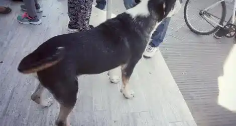 Perro peligroso en Banco Provincia