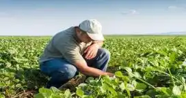 11 mil millones de pesos requiere el productor entrerriano para sembrar 4 cultivos