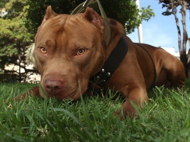 Un entrerriano sacrificó a sus dos perros luego de que atacaran y lastimaran a dos personas