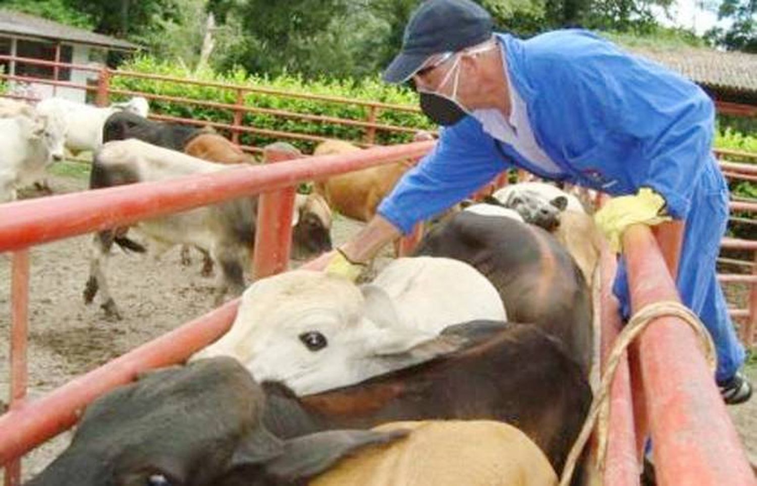 Más de 52 millones de bovinos vacunados contra la aftosa en la primera campaña