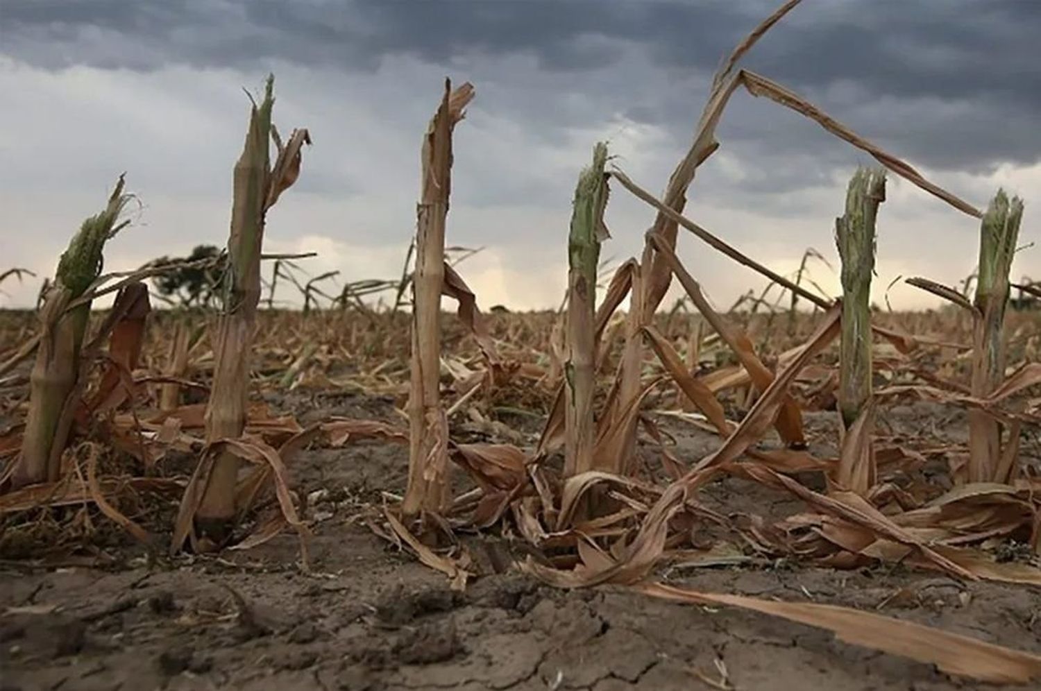 Sin lluvias, la siembra de maíz caería hasta un 40% en el centro-oeste provincial