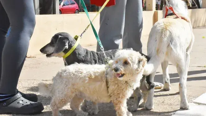 El programa de esterilizaciones atenderá en el barrio Parque Ferré Sur
