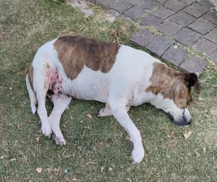 ¿Quién se hace cargo en estos casos?