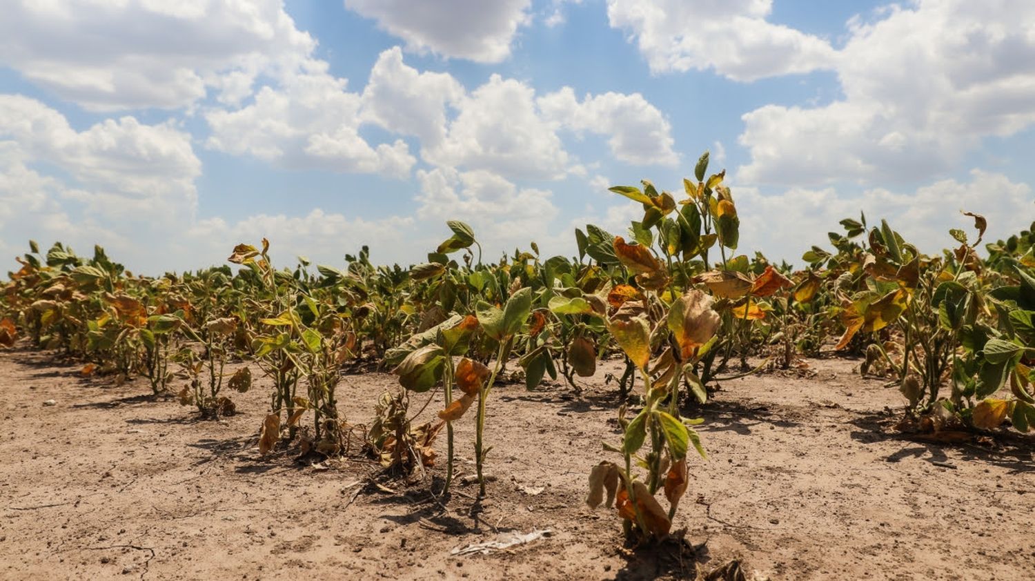 Santa Fe avanza en la implementación de la Emergencia Agropecuaria