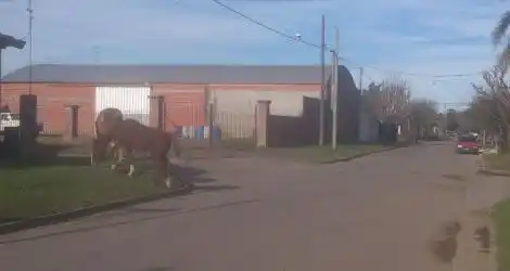 Caballos Sueltos