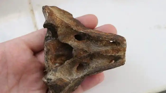 Hallazgos paleontológicos en Chaco