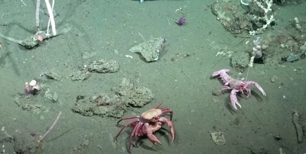 Ciencia en vivo: las impresionantes imágenes del fondo marino que conmovieron a miles