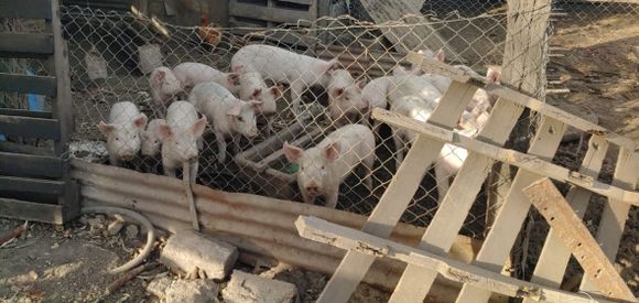 Brote de triquinosis en la provincia: “Hay 26 casos sospechosos y 8 confirmados”
