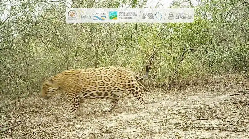 Confirman la presencia de un nuevo 
yaguareté en la provincia de Formosa
