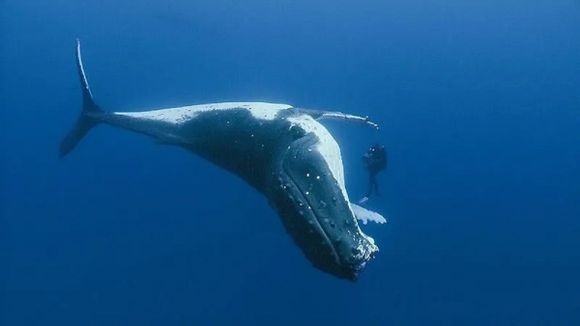 ¡AL PARECER ESTÁ HERIDA! AVISTAN ballena jorobada en Morrocoy