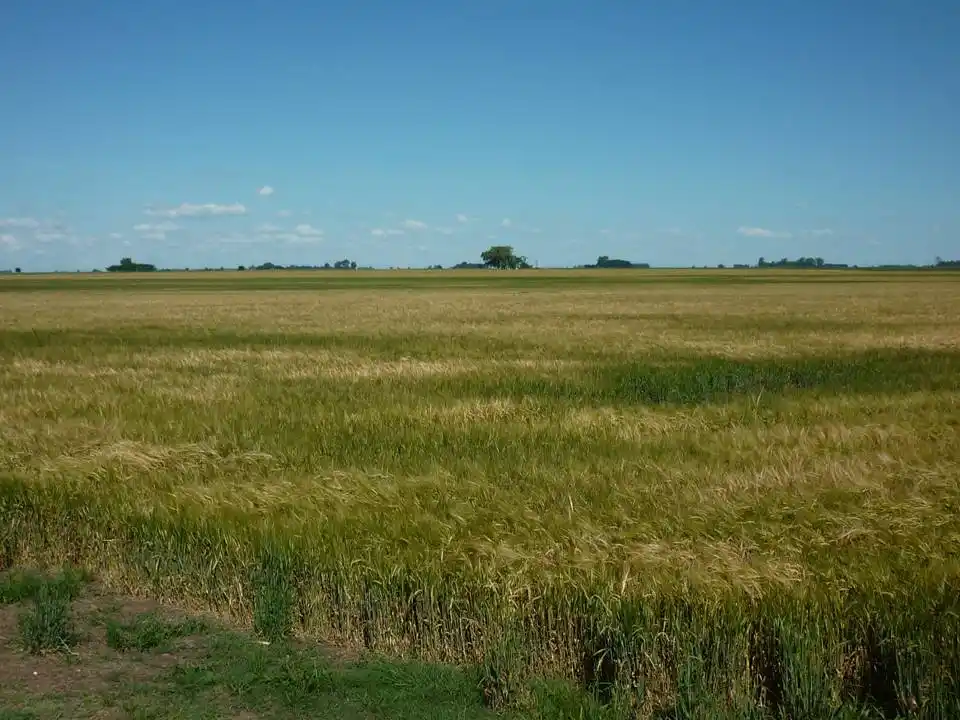 Entrevista a Guillermo Gardey,  Consultora Agropecuaria Surco Nuevo|Cosas que pasan