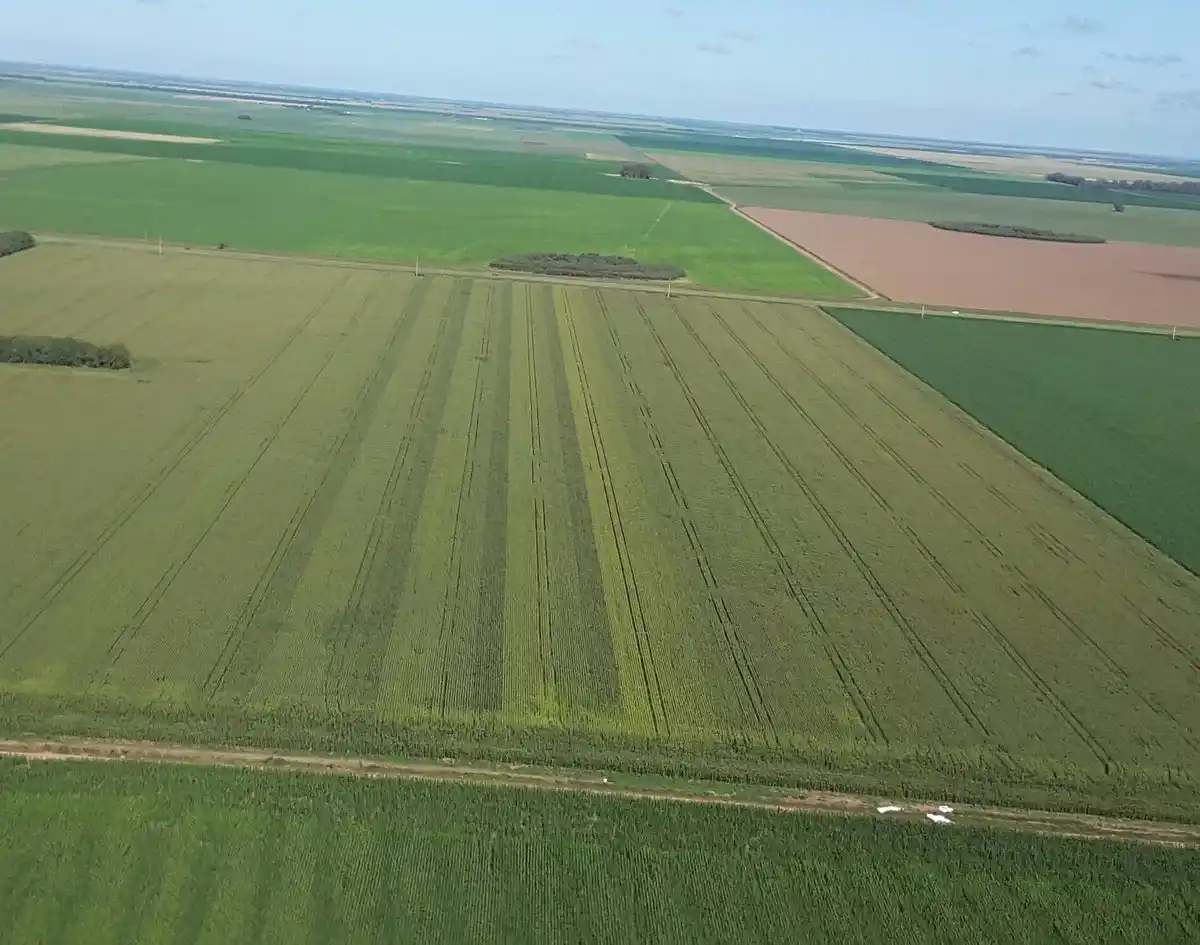 Para los productores es imposible convertir pesos en dólares
